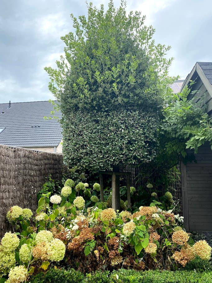 Geschoren blokboom boven hortensia's