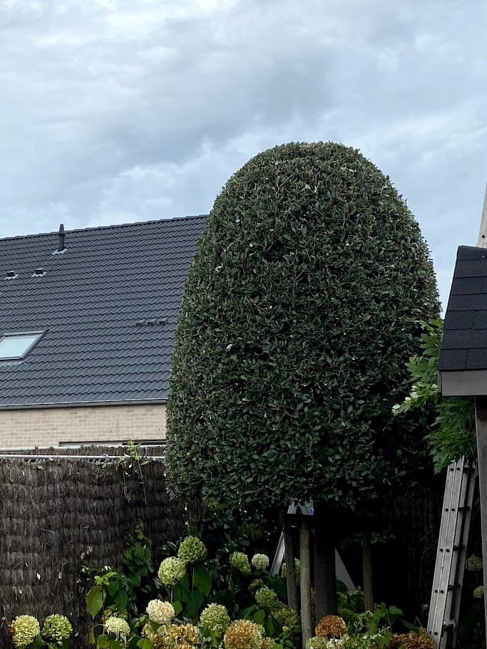 Snoeiwerk door Croes Construct, foto 2